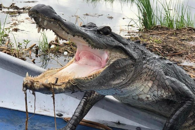 New Orleans Large Airboat Swamp Tour - Reviews