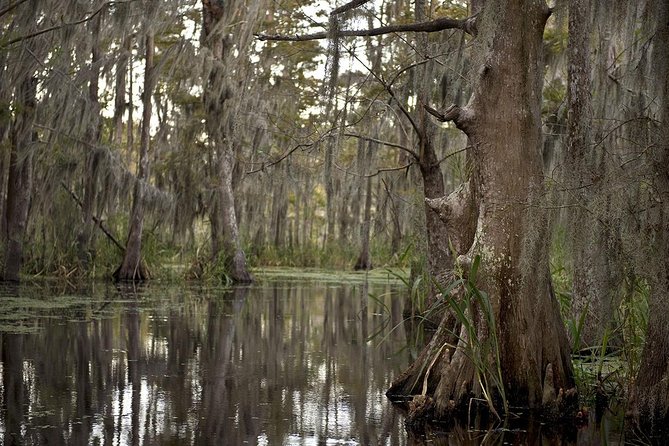 New Orleans Large Airboat Swamp Tour - Positive Experiences