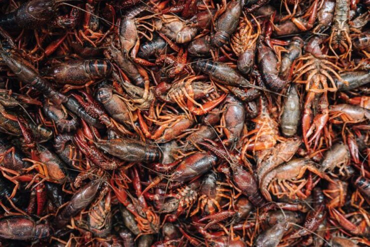 New Orleans' Lower Garden Food Tour - Tour Details