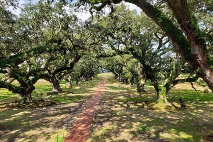New Orleans: Oak Alley & Laura Plantation Tour W/Transport - Itinerary