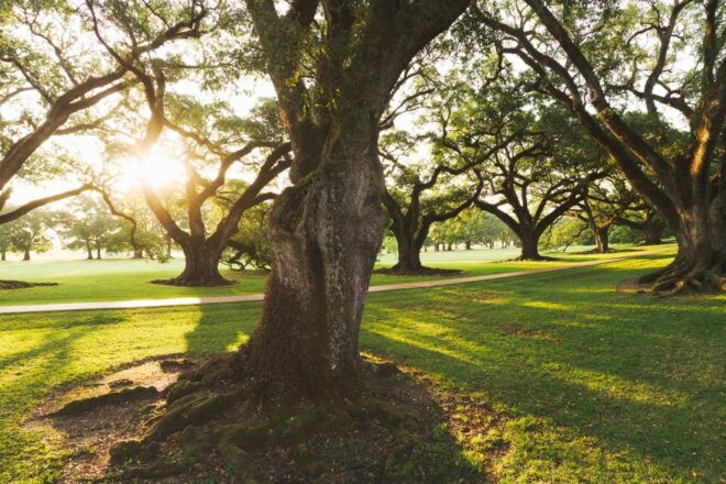 New Orleans: Oak Alley Plantation and Swamp Cruise Day Trip - Oak Alley Plantation Tour