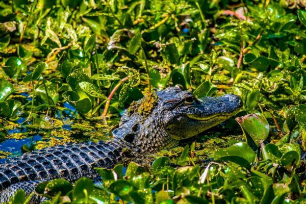 New Orleans: Oak Alley Plantation and Swamp Cruise Day Trip - Customer Reviews