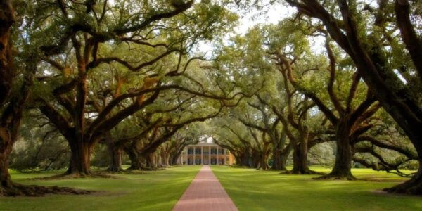 New Orleans: Oak Alley Plantation Half Day Tour - Reservation and Cancellation