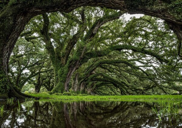 New Orleans: Oak Alley Plantation Half Day Tour - Additional Information
