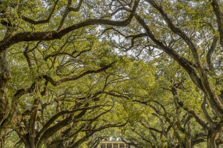 New Orleans: Oak Alley Plantation & Swamp Cruise Day Trip - Experience Highlights