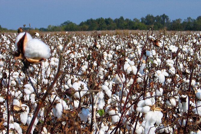 New Orleans Plantation Driving Tour - Meeting and Pickup Information