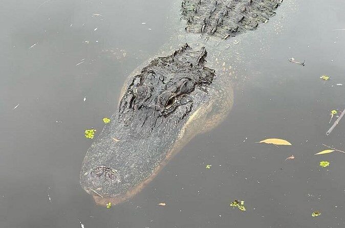 New Orleans Premium Six-Passenger Airboat Adventure - Practical Travel Tips