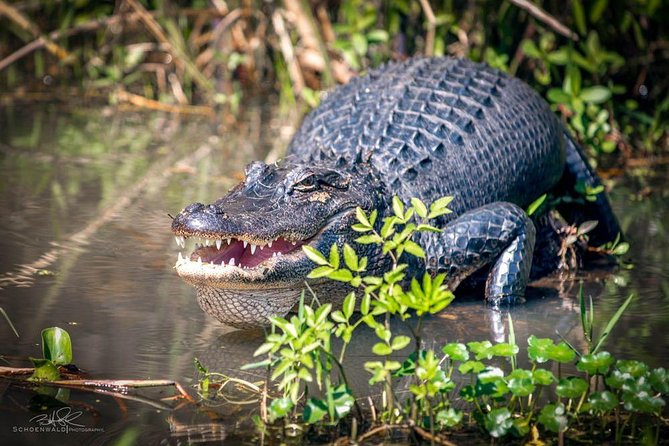 New Orleans Self-Transport Swamp and Bayou Boat Tour - Pricing and Booking