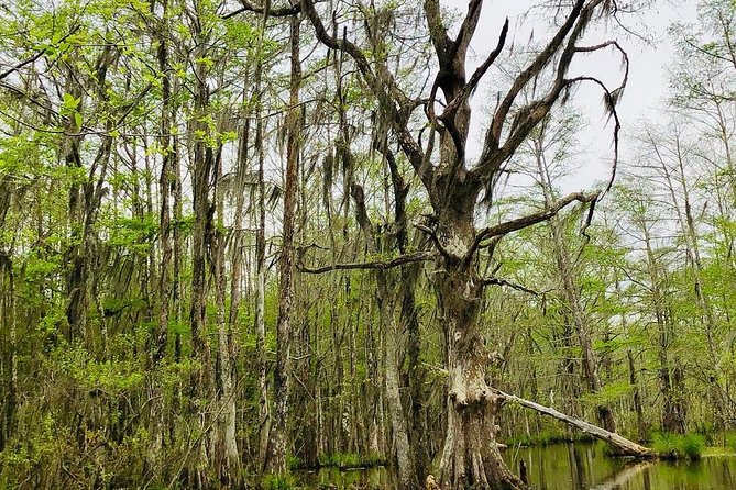 New Orleans Self-Transport Swamp and Bayou Boat Tour - What To Expect