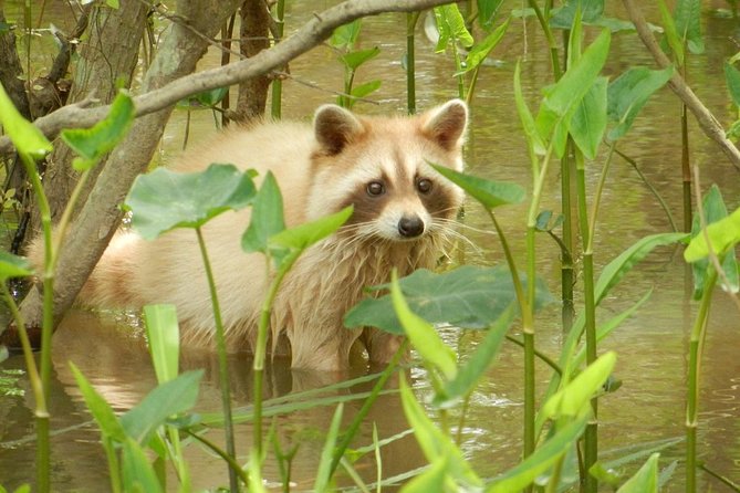 New Orleans Self-Transport Swamp and Bayou Boat Tour - Additional Info