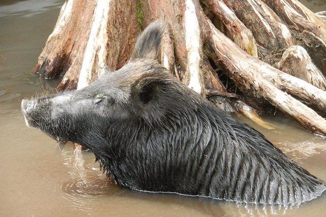 New Orleans Self-Transport Swamp and Bayou Boat Tour - Wildlife Encounters