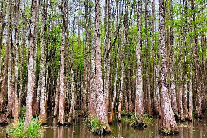 New Orleans Self-Transport Swamp and Bayou Boat Tour - Tour Logistics