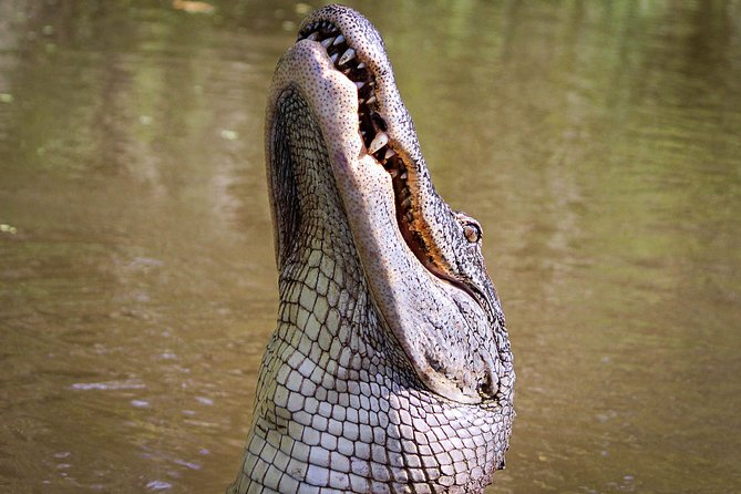 New Orleans Small Group Airboat Swamp Tour - Overview of the Tour
