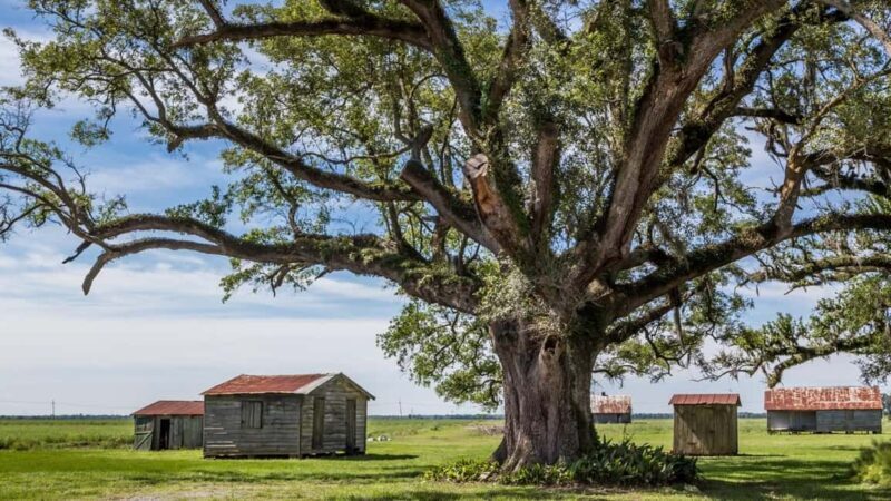 New Orleans: St. Joseph and Felicity Plantation Guided Tour - An Authentic Journey through Louisiana’s Plantations