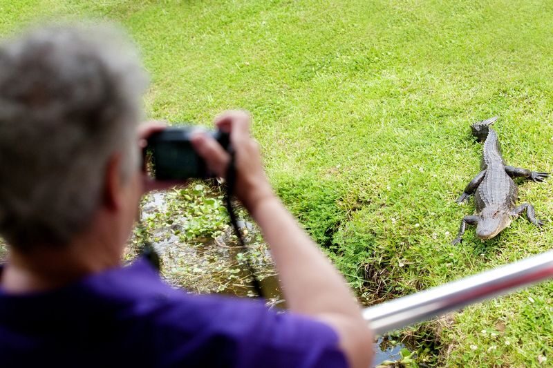 New Orleans Swamp and Bayou Sightseeing Boat Tour - Coastal erosion gives the scenery context