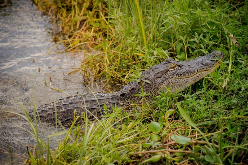 New Orleans Swamp and Bayou Sightseeing Boat Tour - Is the price fair for the outing?
