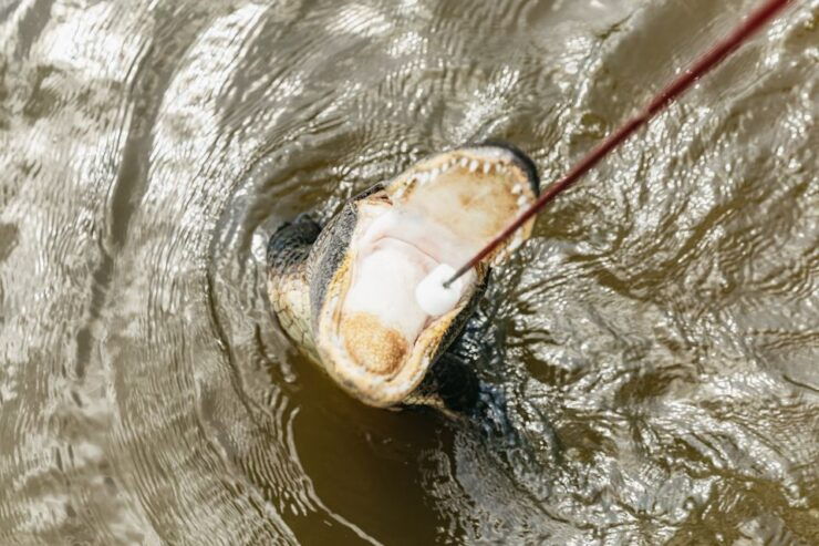 New Orleans Swamp & Bayou Boat Tour - Experience Highlights