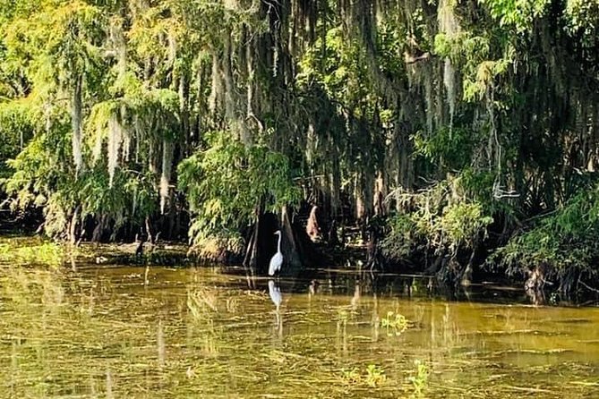 New Orleans Swamp Tour Boat Adventure - Tour Experience