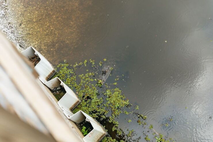 New Orleans: Swamp Zipline Tour - Booking Information