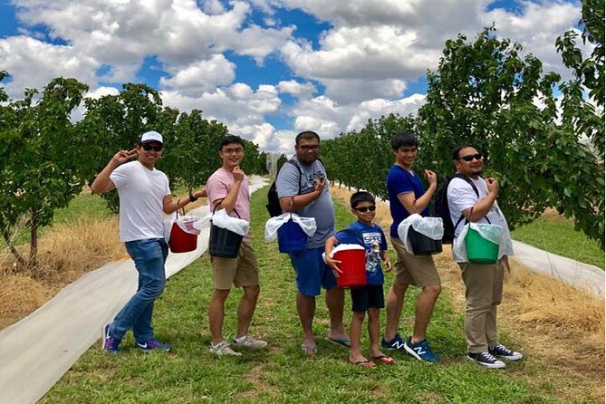 New South Wales Cherry Picking Tour - Cherry Picking Season in New South Wales