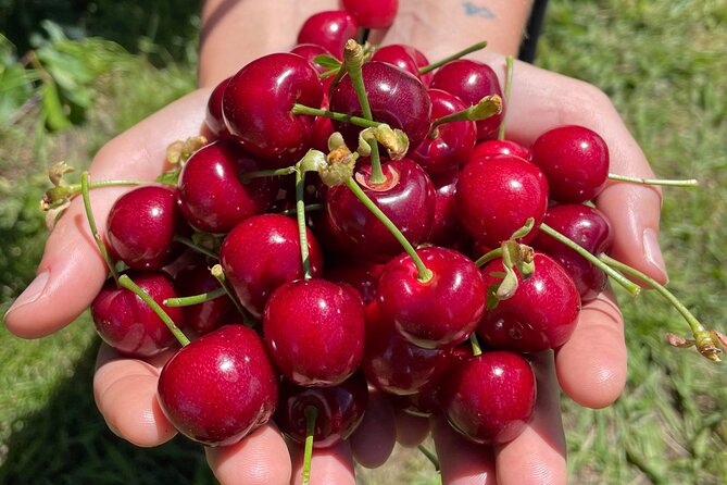 New South Wales Cherry Picking Tour - Common Questions
