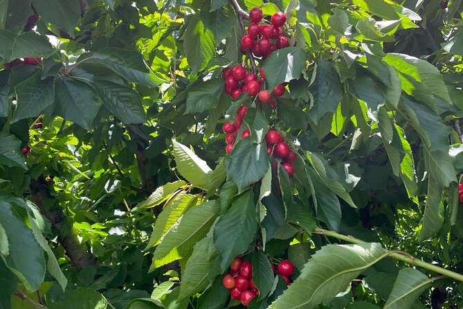 New South Wales Cherry Picking Tour - The Sum Up
