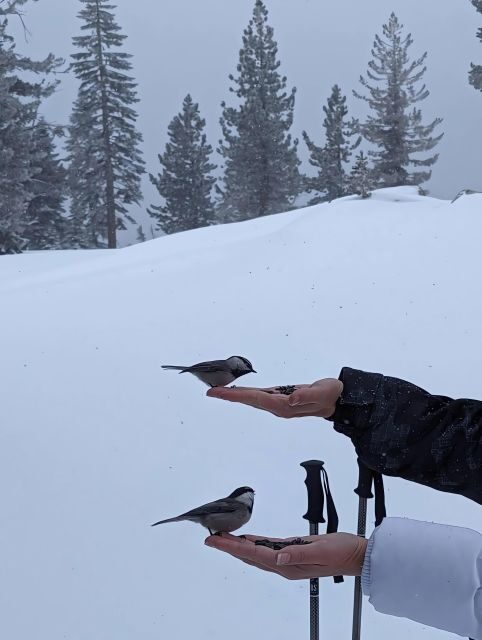 New Washoe City: Chickadee Ridge Beginner Snowshoeing Hike - FAQ  