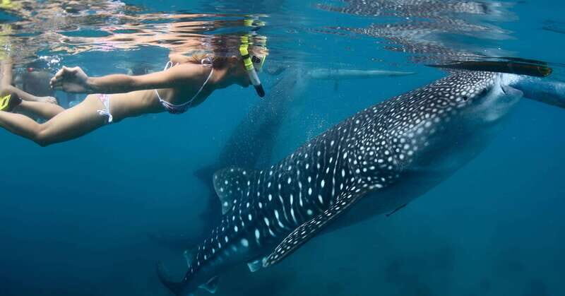 New Whale Shark Encounter Experience in Cancun !! - An In-Depth Look at the Whale Shark Encounter Tour