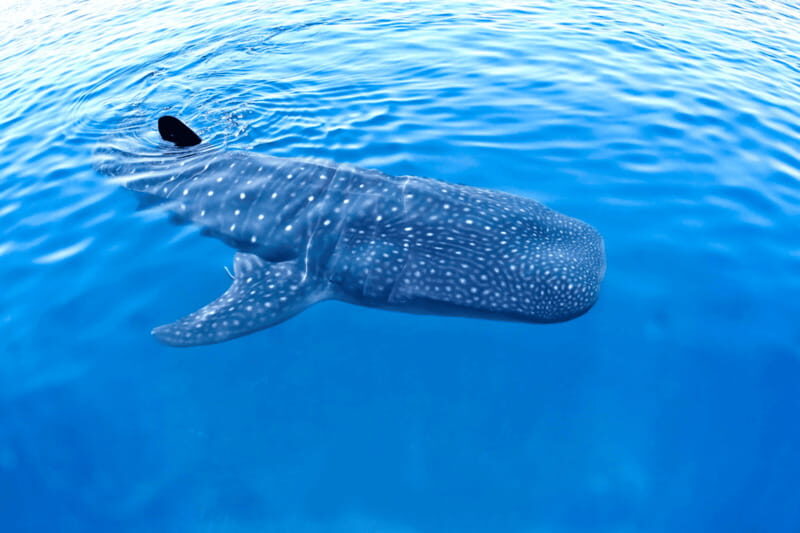 New Whale Shark Encounter Experience in Cancun !! - Final Thoughts: Is This Tour for You?