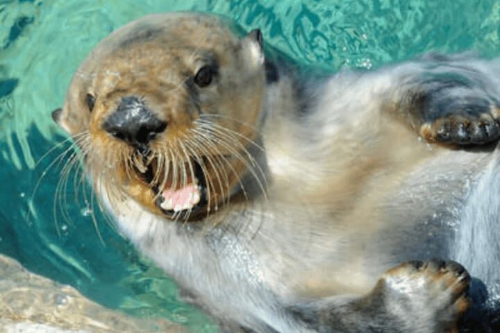 New York Aquarium ticket - Give Ocean Wonders: Sharks and Spineless your time