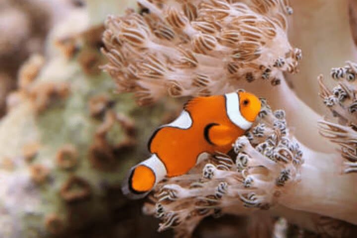 New York Aquarium ticket - Check the schedule for the 4-D Theater and Aquatheater
