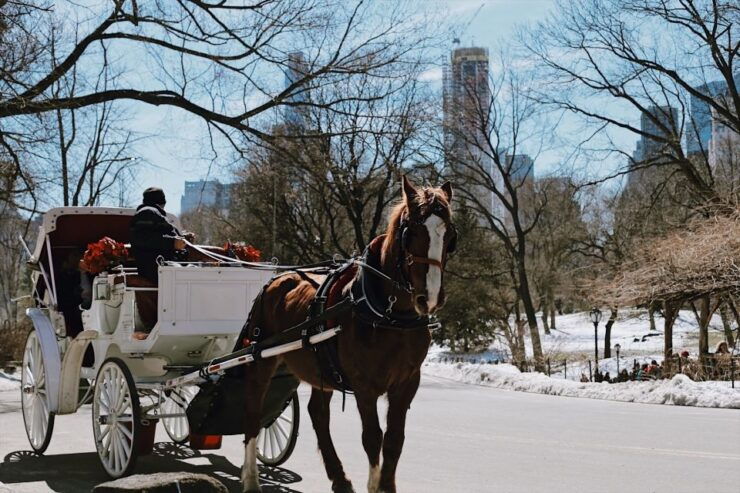 New York: Central Park - Guided Walking Tour - Booking Details