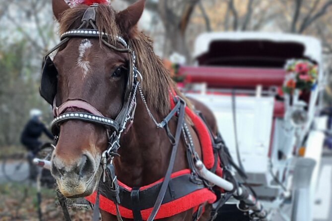 New York Central Park, Times Square Horse Drawn Carriage Ride  - New York City - Reviews