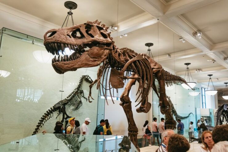 New York City: American Museum of Natural History Ticket - Museum Experience