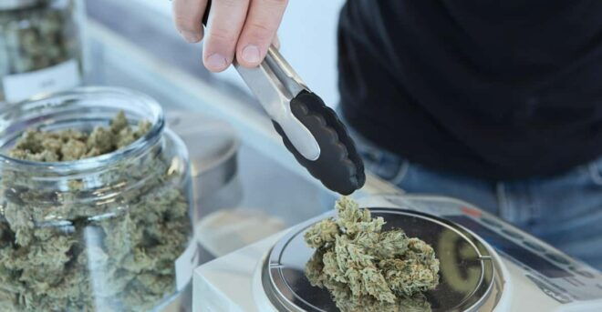 New York City: Cannabis Culture Tour - Learning Opportunities