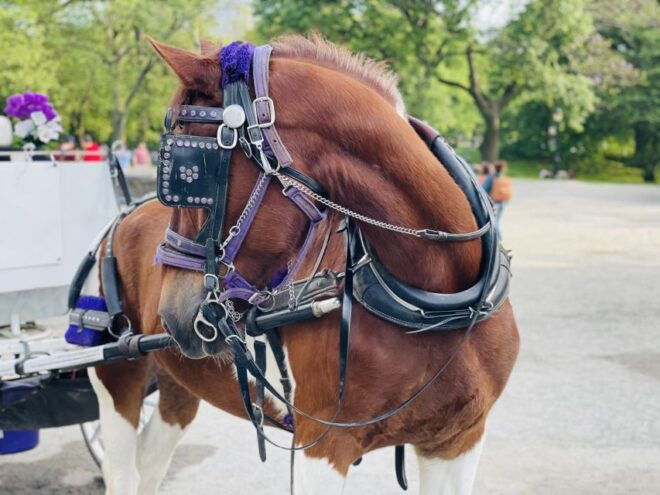 New York City: Central Park Private Horse and Carriage Tour - Customer Reviews