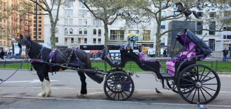 New York City: Private Horse Carriage Tour - Booking and Availability