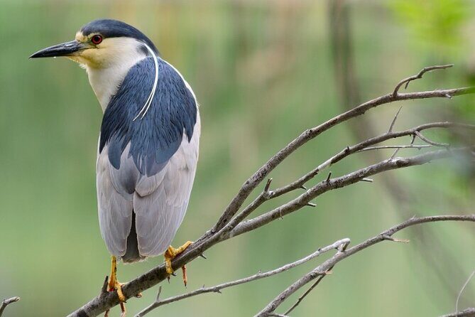 New York Urban Wildlife Sunset Boat Tour - An In-Depth Look at the Urban Wildlife Sunset Boat Tour