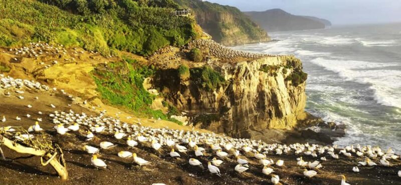 New Zealand: 9-Day Private Tour with 14-16 Activities - Good To Know