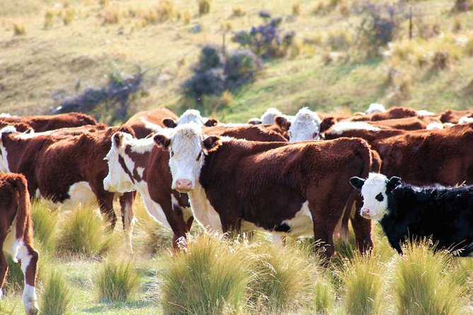 New Zealand Farm & Scenic Day Tour From Christchurch - Cancellation Policy