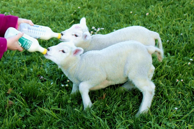 New Zealand Farm & Scenic Day Tour From Christchurch - Additional Information