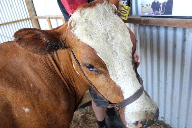 New Zealand Farm & Scenic Day Tour From Christchurch - Convenient Transportation and Delicious Lunch