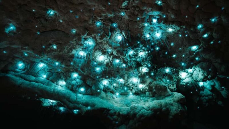 New Zealand: Milky Way Glowworm Cave Tour - Good To Know  