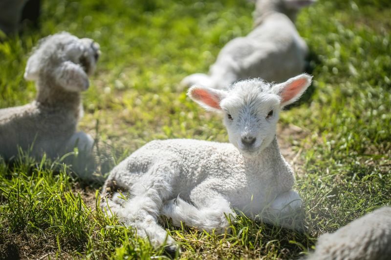 New Zealand Sheep Farm Trip with Lunch and Winery Day Tour - Who will get the most from this outing