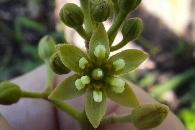 New Zealand Tauranga Tour with Transportation and Snacks - Good To Know