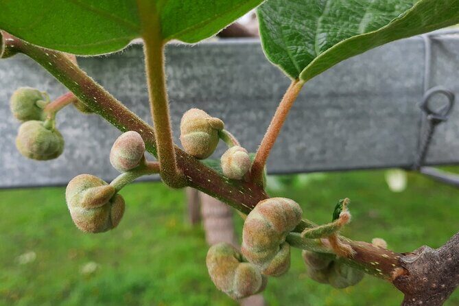 New Zealand Tauranga Tour with Transportation and Snacks - The Experience at a Glance