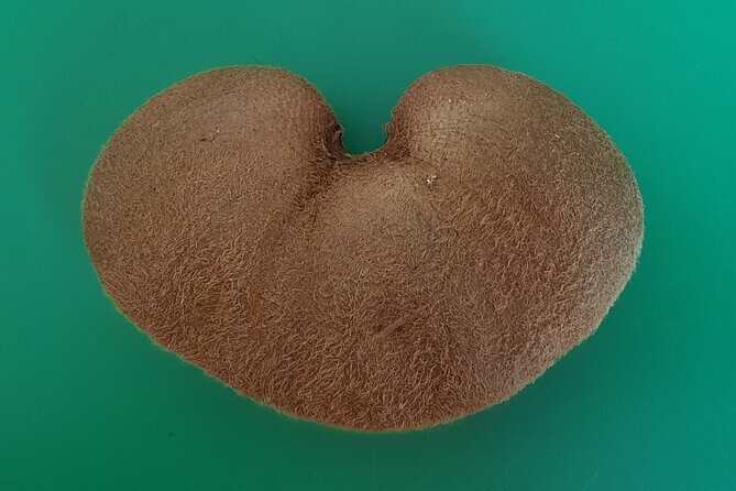 New Zealand Tauranga Tour with Transportation and Snacks - Pricing and Value