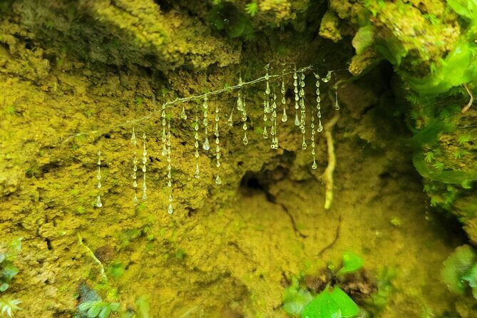 New Zealand Tauranga Tour with Transportation and Snacks - Who Should Book This Tour?