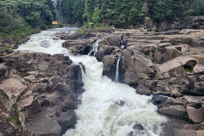 New Zealand Tauranga Tour with Transportation and Snacks - The Sum Up