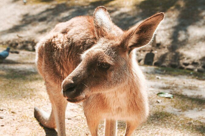 Newcastle: Animal Lovers Tour - Kangaroos, Dolphins & more! - Who is This Tour Best For?